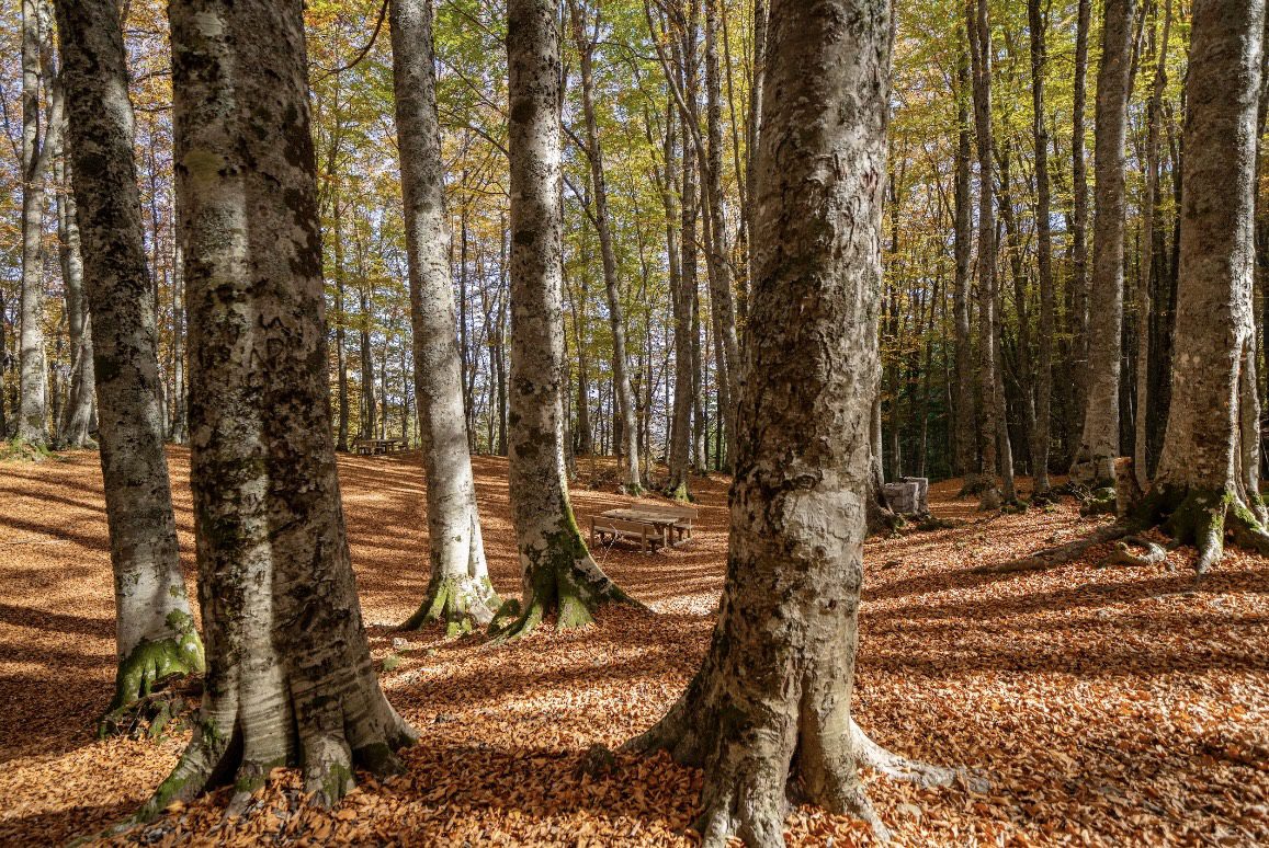 DOVE AMMIRARE IL FOLIAGE AUTUNNALE A CASTELSARACENO DOVE AMMIRARE IL FOLIAGE AUTUNNALE A CASTELSARACENO