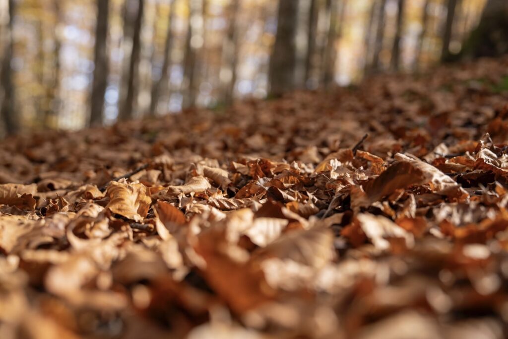 DOVE AMMIRARE IL FOLIAGE AUTUNNALE A CASTELSARACENO