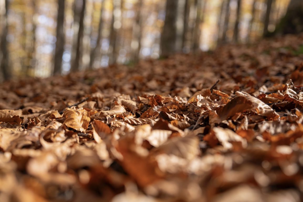 DOVE AMMIRARE IL FOLIAGE AUTUNNALE A CASTELSARACENO