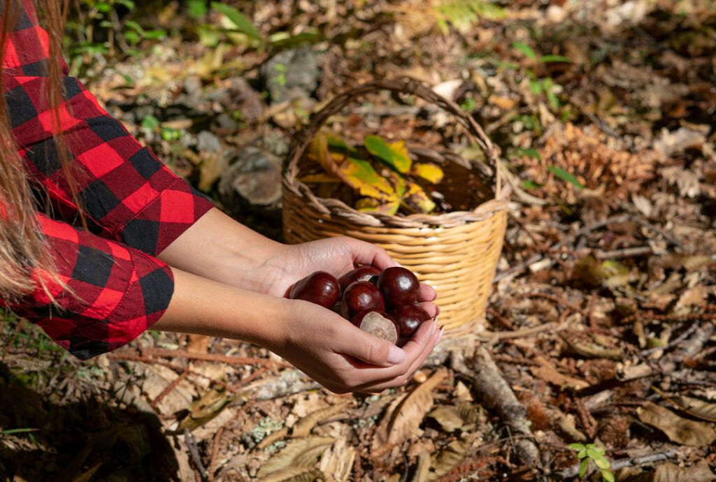 Autunno sul Pollino, il magico regno di castagne, funghi e tartufi 1 Autunno sul Pollino, il magico regno di castagne, funghi e tartufi