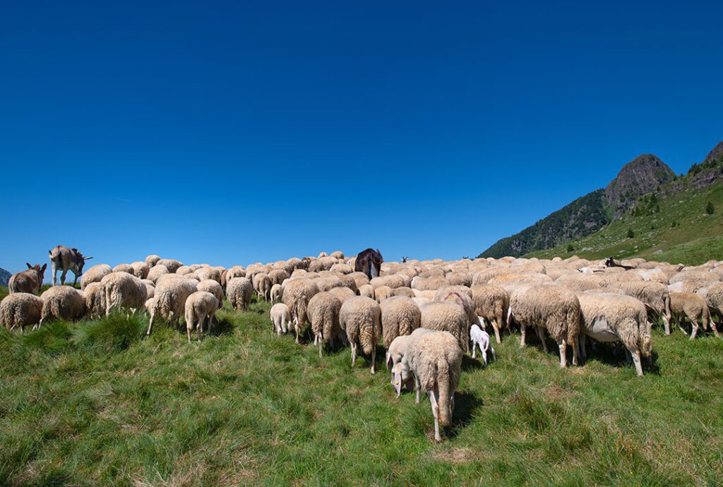 Il Museo della Pastorizia e il rito della Transumanza