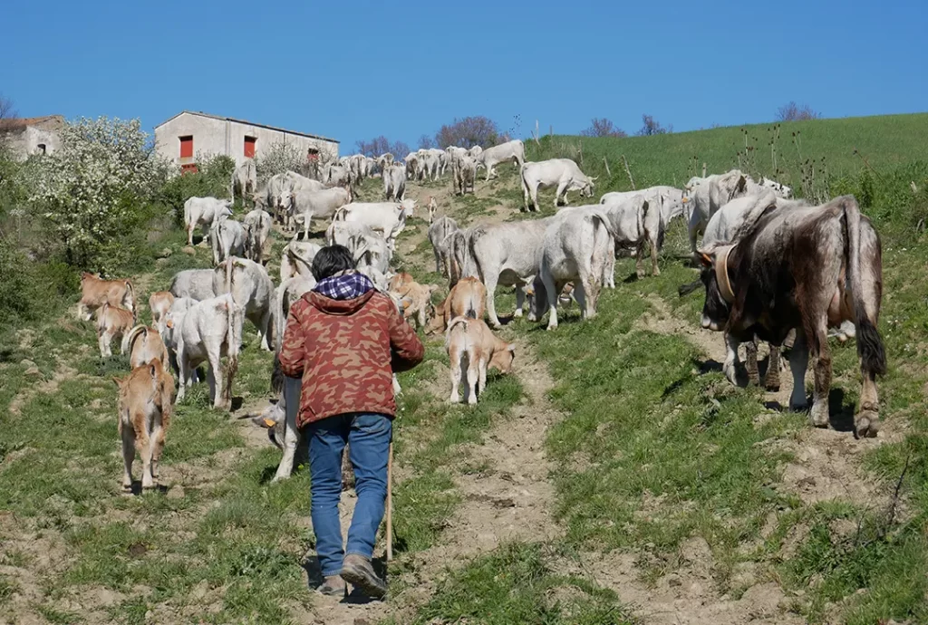 Questo piccolo grande amore che lega i nostri pastori al territorio.