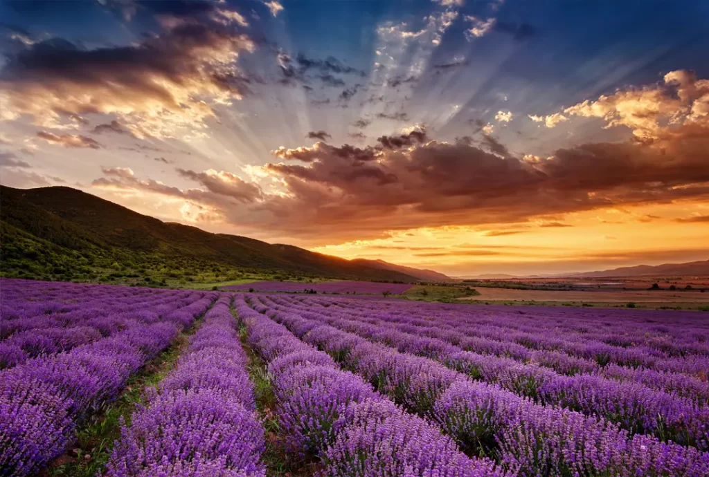 Il Parco del Pollino, habitat perfetto per le piante officinali.