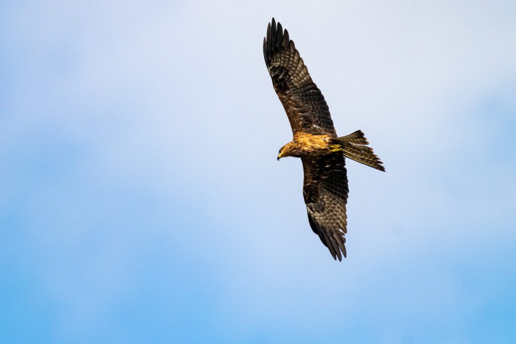 I Parchi Naturali Nazionali della Basilicata: Un’esperienza naturalistica da non perdere