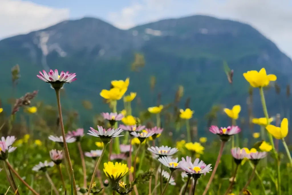 La grande ricchezza di specie di vegetazione presenti sul Pollino.