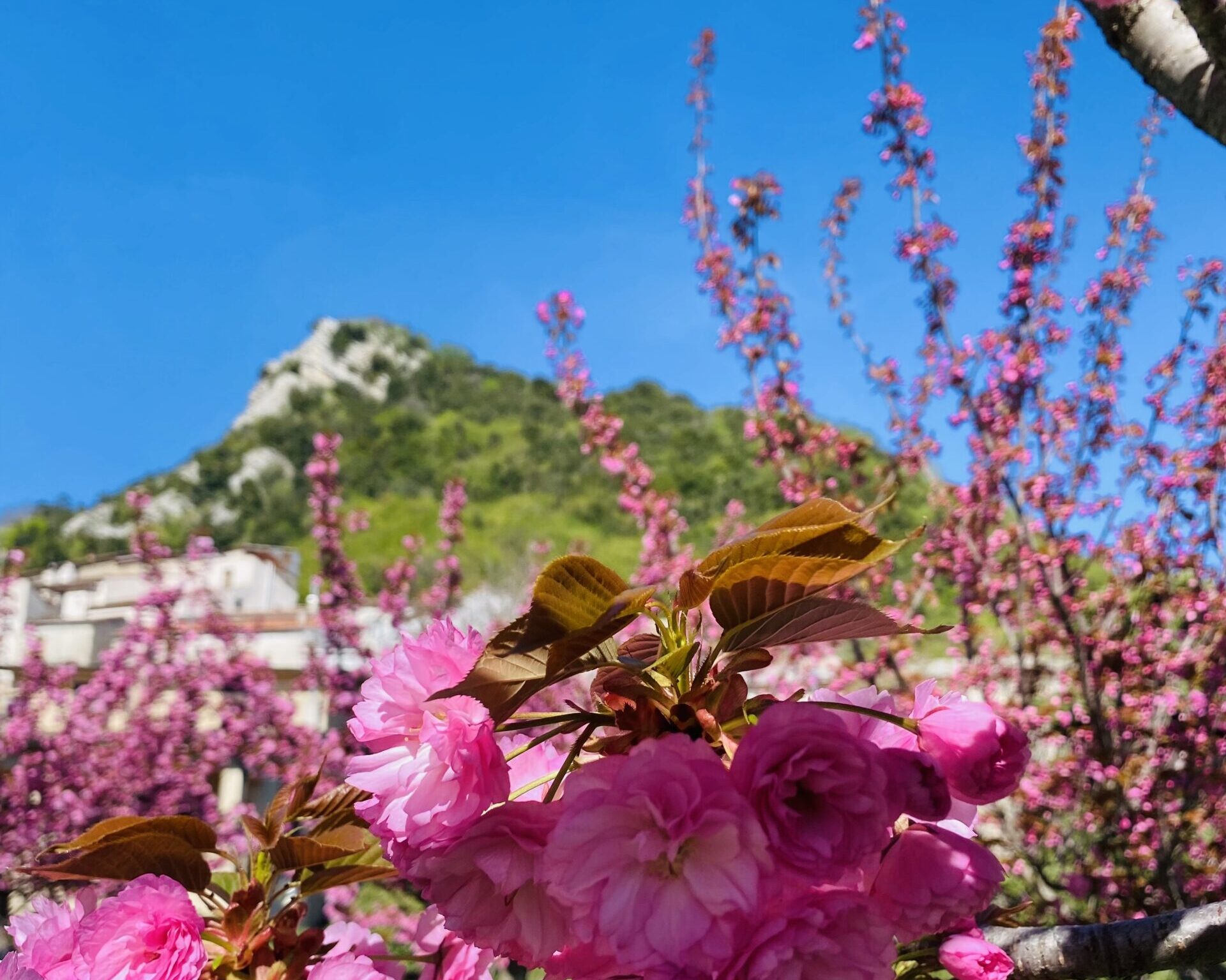 I colori della primavera a Castelsaraceno